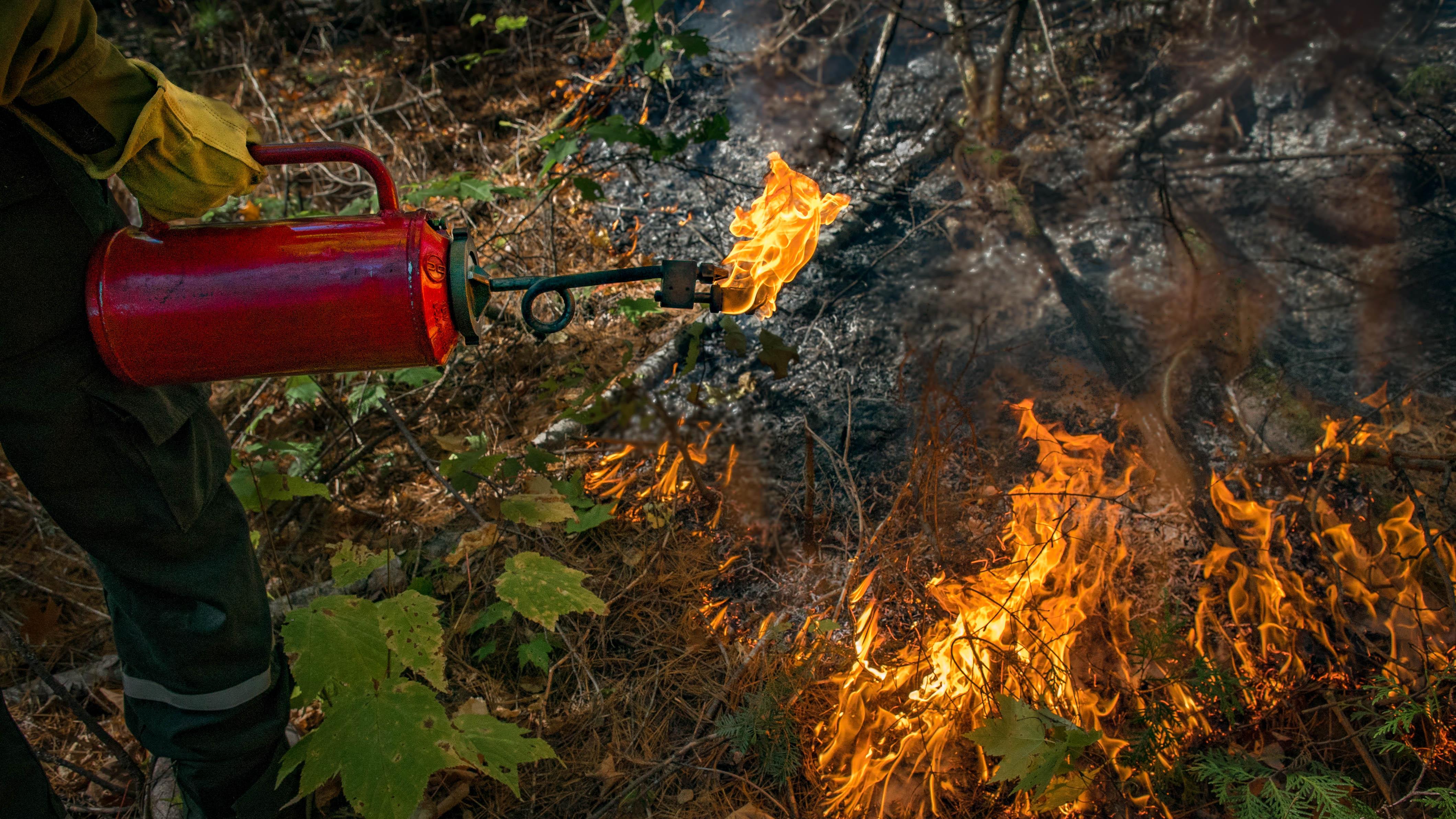 En protégeant cette forêt contre les incendies, on en a retiré un élément important. Y remettre le feu, c'est restaurer l'équilibre.