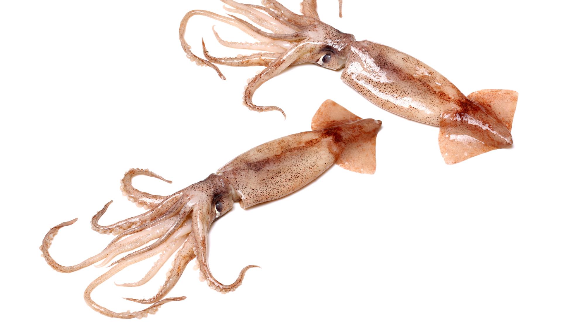 Calmars et autres céphalopodes dans le fjord