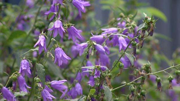 Espèces Envahissantes : Savoir Ce Qu’on Plante Pour éviter Les ...