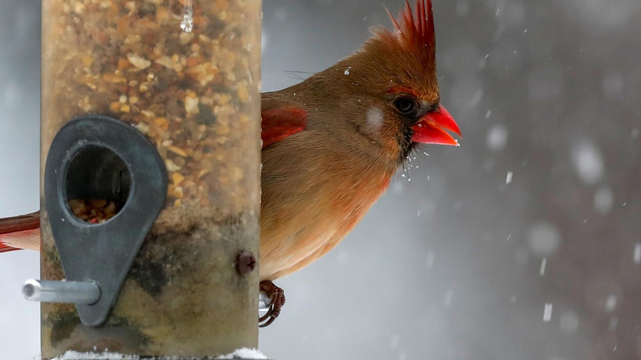 Nourrir les oiseaux en hiver : que faire et ne surtout pas faire ?