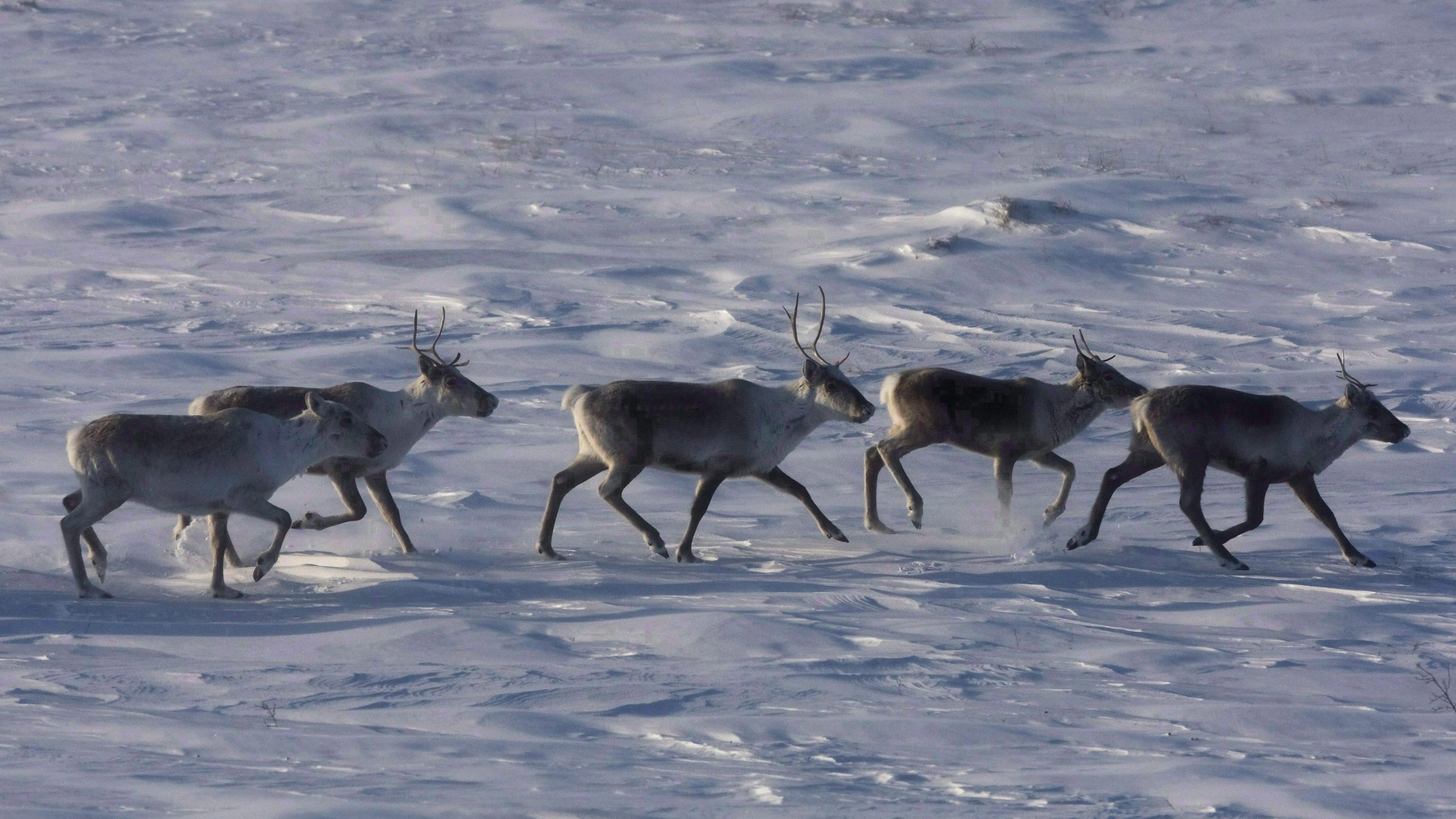 Caribou Protection La protection du caribou forestier représente un immense défi | Radio ...