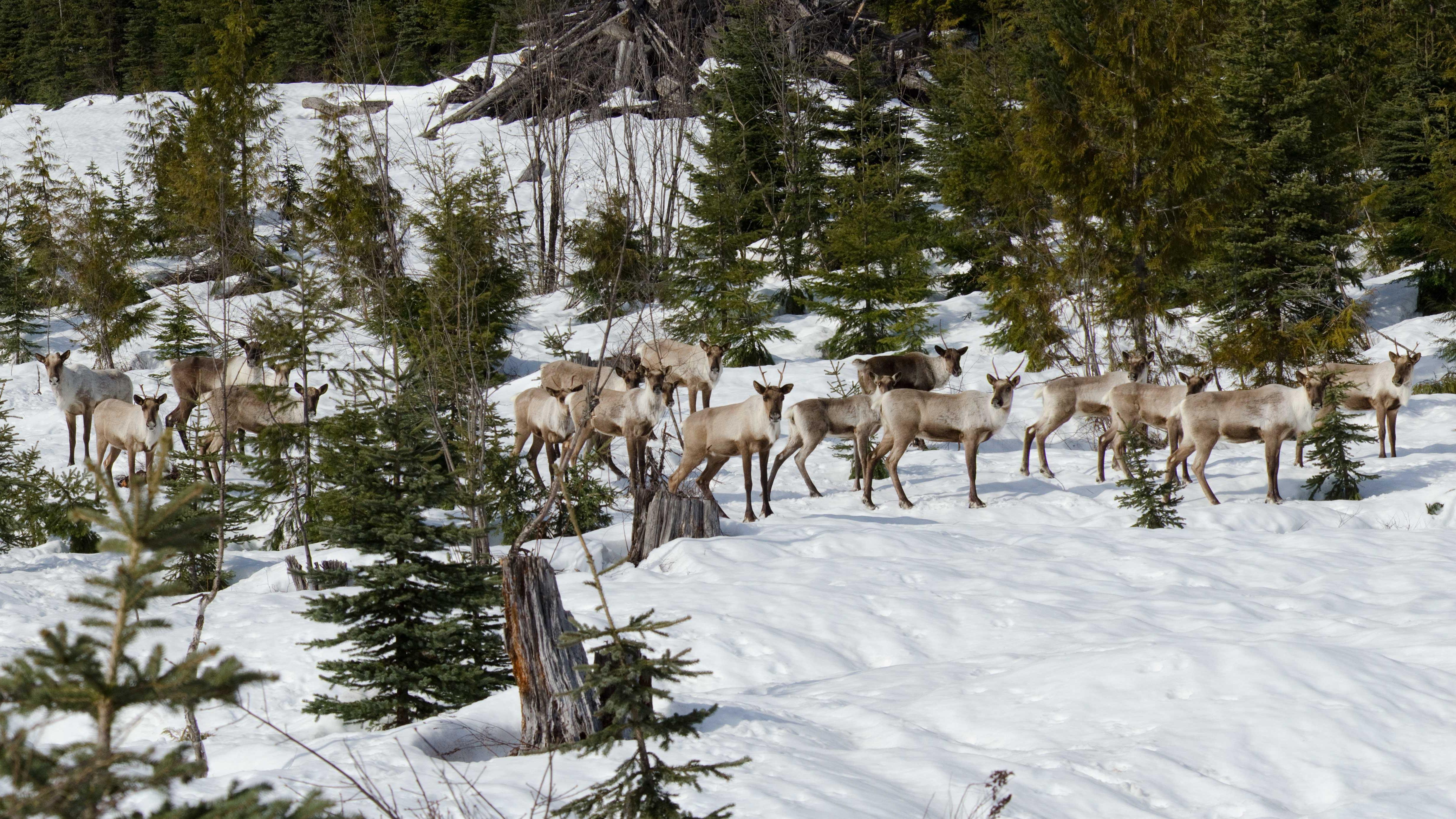 Protection du caribou forestier : des efforts insuffisants | OHdio ...