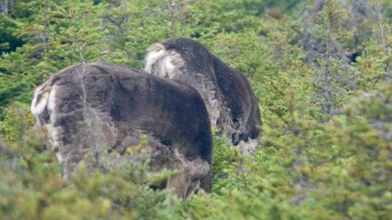 Protection du caribou : un plan gaspésien demandé face aux retards de ...