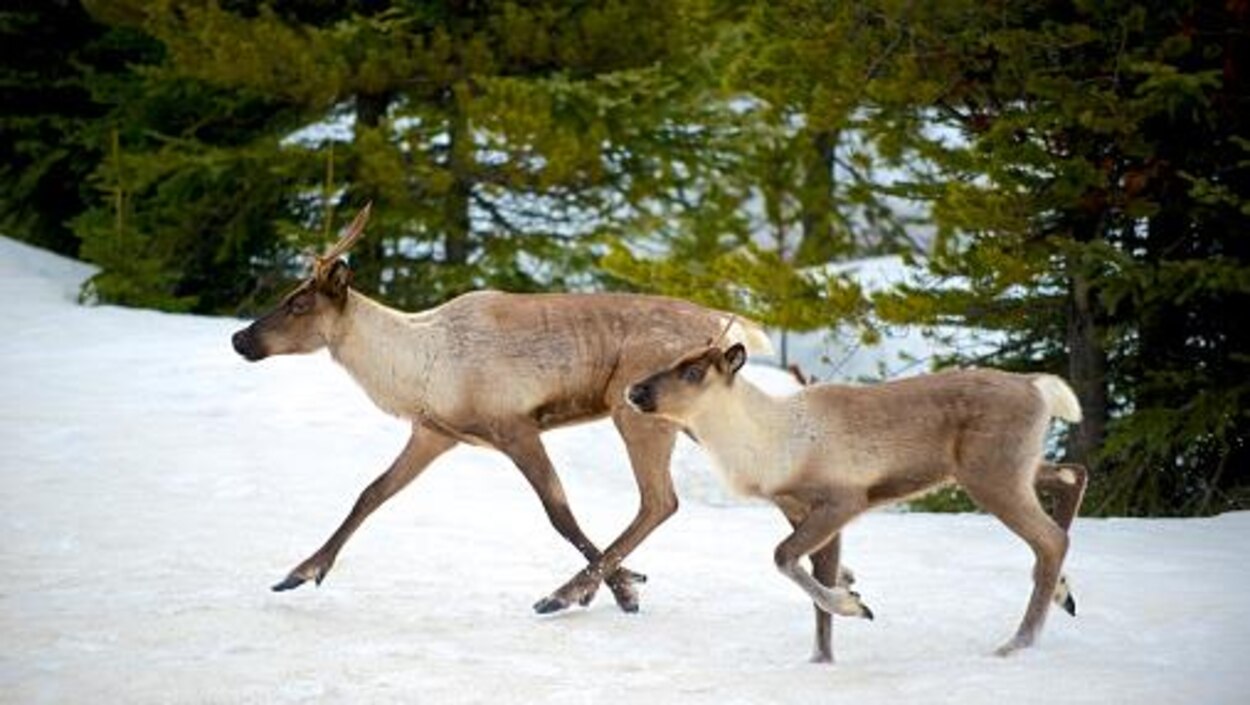 La protection du caribou boréal au centre d’un accord entre le Manitoba ...