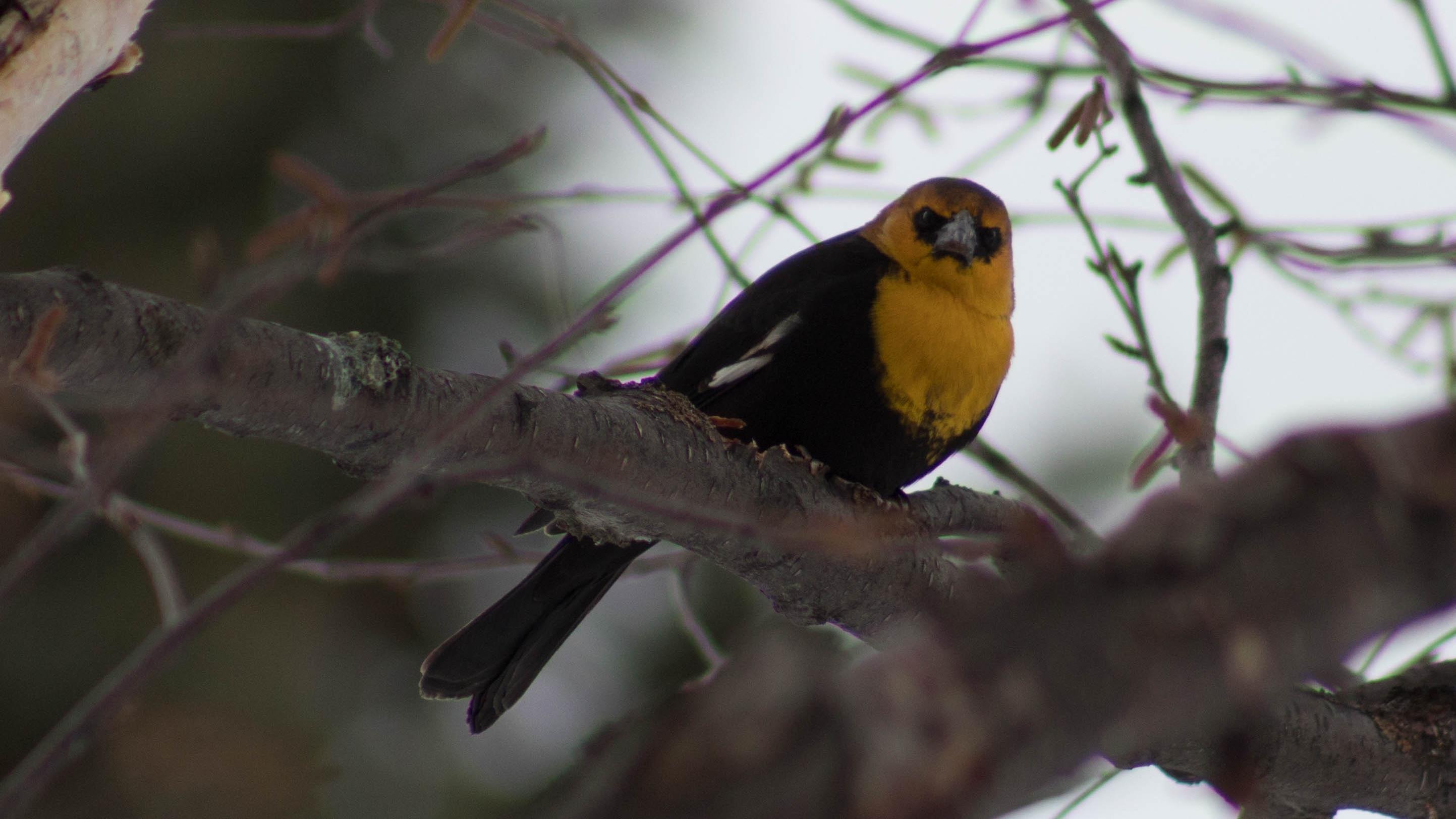 Un oiseau tr s rare Rouyn Noranda depuis d cembre Radio Canada