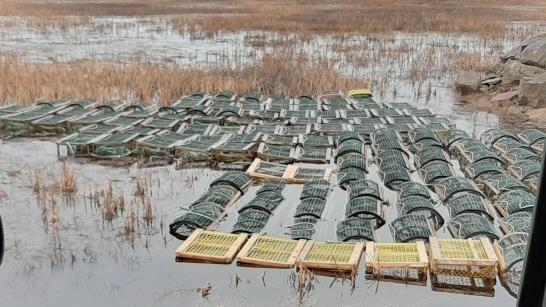 Le Comité ZIP suit de près le trempage des casiers à homards