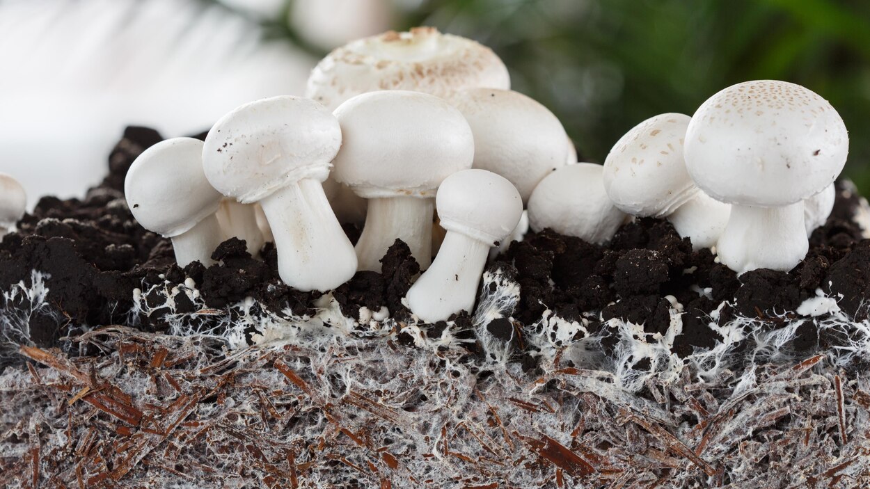 Les champignons ont aidé les plantes à conquérir les terres émergées — free download