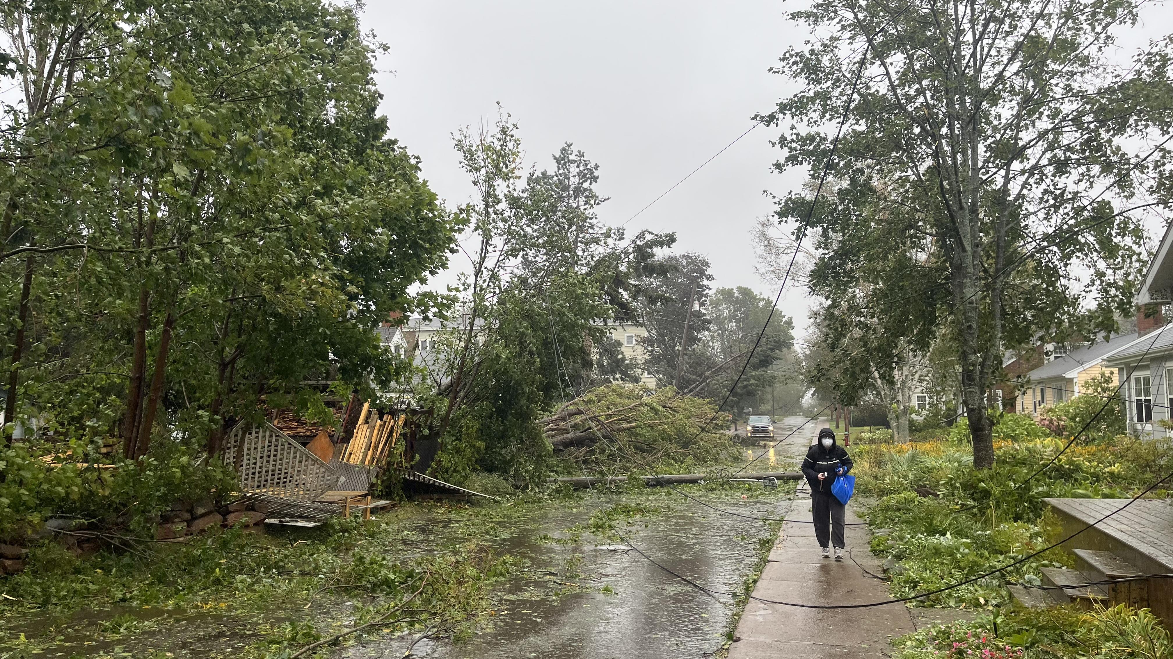 Une oeuvre d’art créée à partir d’arbres endommagés par Fiona bientôt érigée à Charlottetown