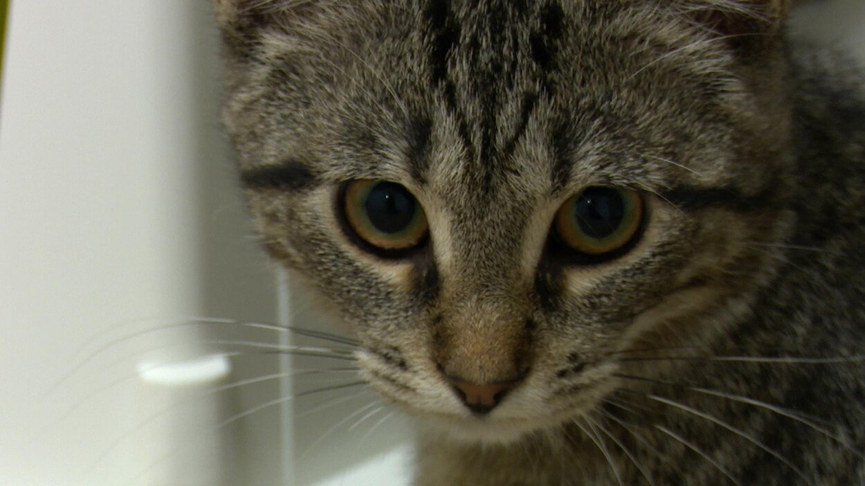 Surpopulation De Chats Abandonnes A Gaspe La Ville Sommee D Agir Radio Canada Ca