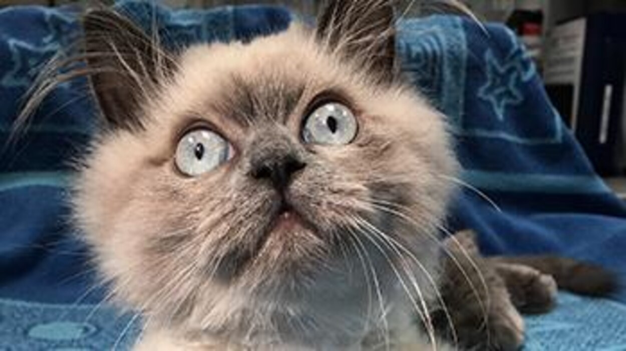 Plusieurs Chats Tombent De Tours D Habitation A Vancouver Radio Canada Ca