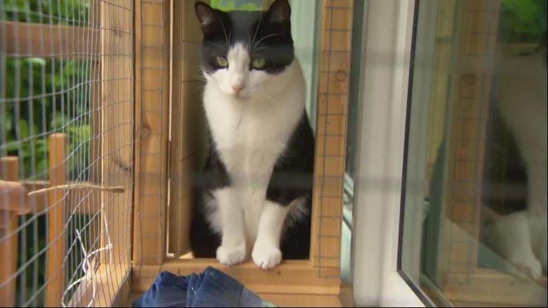 Les Catios Ces Nouveaux Patios Pour Chats Radio Canada Ca Les Catios Ces Nouveaux Patios Pour Chats Radio Canada Ca