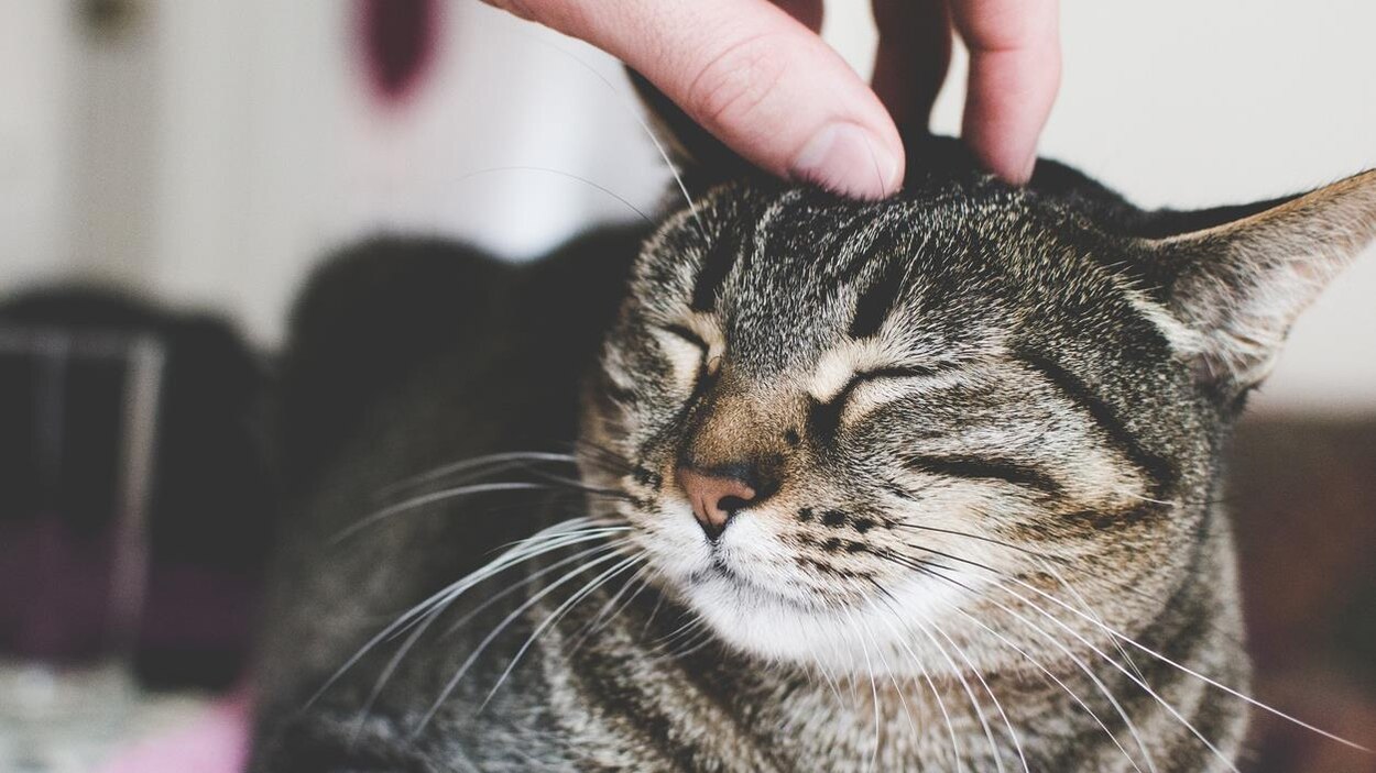 Le Degriffage De Chats Devrait Etre Interdit Au Canada Selon Une Veterinaire Radio Canada Ca