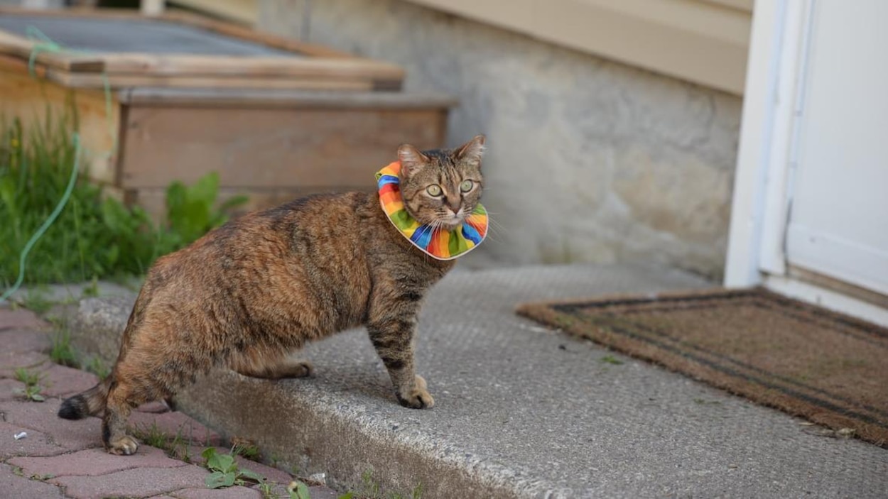 Des Colliers Multicolores Pour Empecher Les Chats De Tuer Des Oiseaux Radio Canada Ca