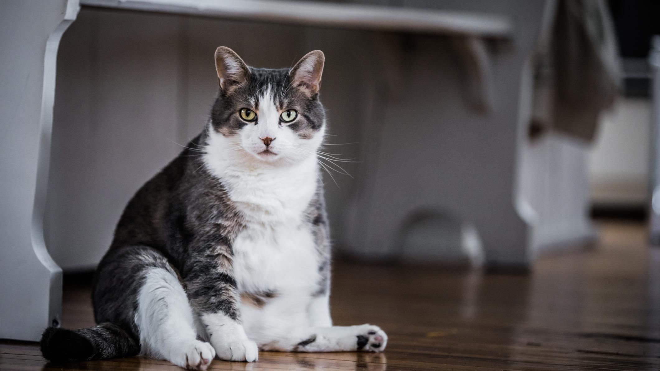 Les Chats Nord Americains De Plus En Plus Gros Radio Canada Ca Les Chats Nord Americains De Plus En Plus Gros Radio Canada Ca