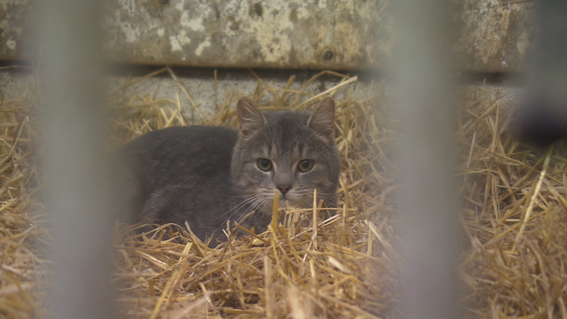 Offrir une deuxième vie aux chats errants, l'objectif du programme Copains de grange