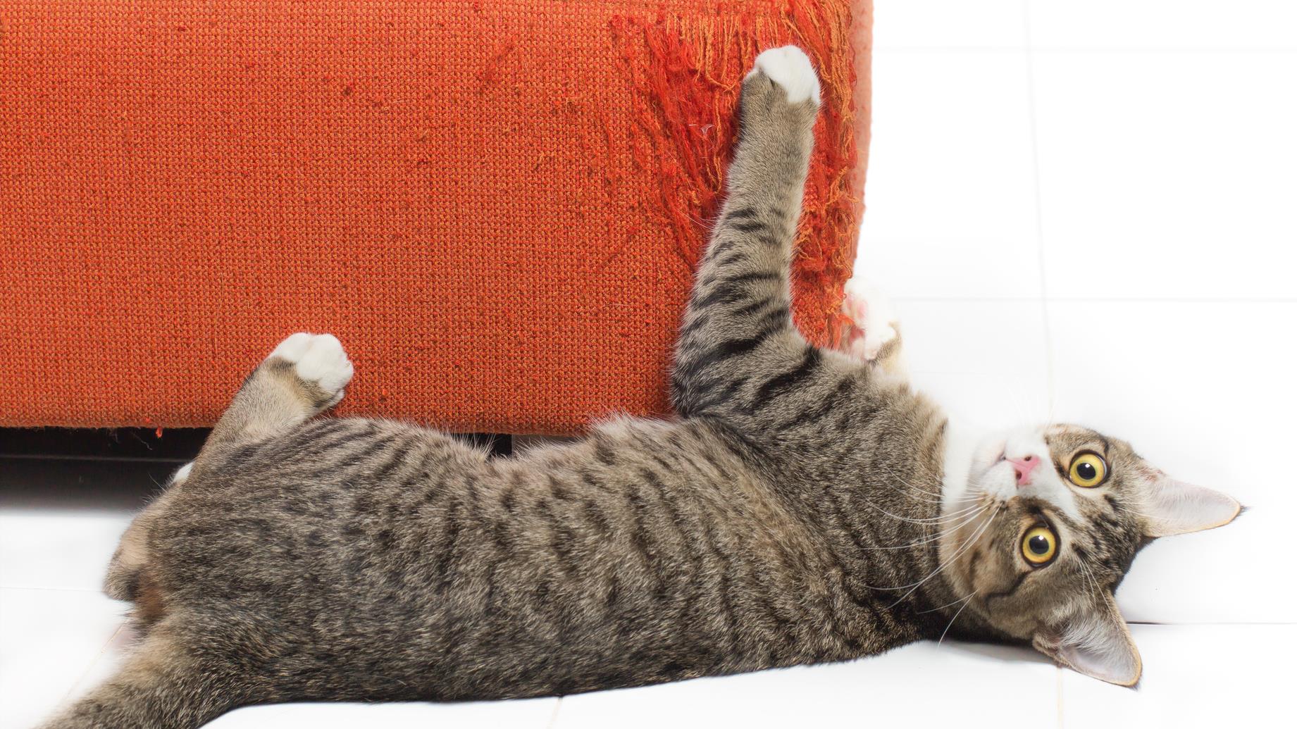 Quand Peut-On Faire Dégriffer Un Chat En Nouvelle-Écosse – WOWBPM
