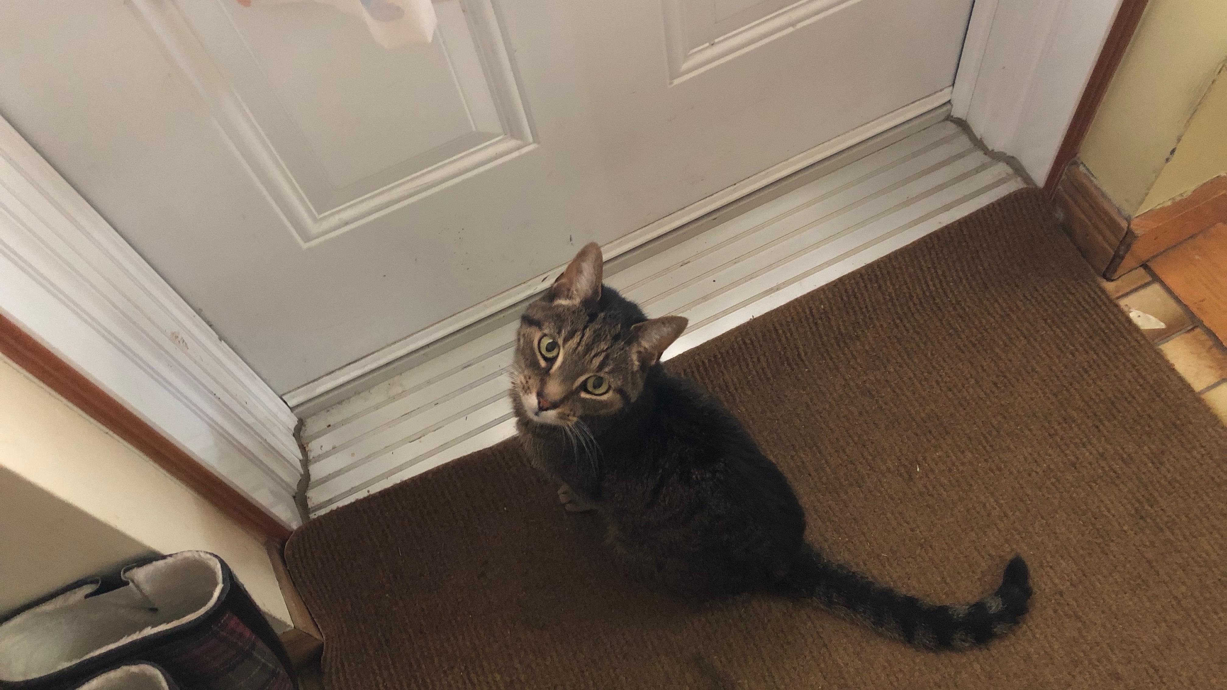 Un Chat De Sherbrooke Retrouve A Quebec Apres Une Escapade De Quatre Ans Radio Canada Ca Un Chat De Sherbrooke Retrouve A Quebec Apres Une Escapade De Quatre Ans Radio Canada Ca