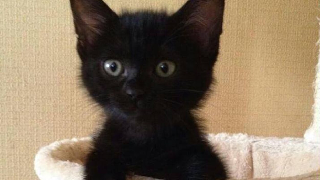 Les chats noirs – SPCA Charlevoix