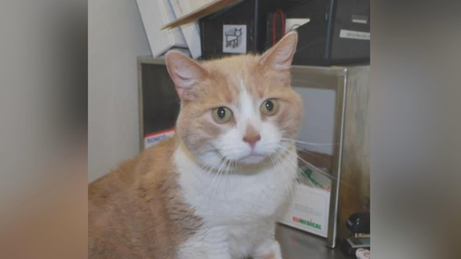 Son Chat Perdu Est Retrouve Et Adopte Par Une Nouvelle Famille Radio Canada Ca Son Chat Perdu Est Retrouve Et Adopte Par Une Nouvelle Famille Radio Canada Ca