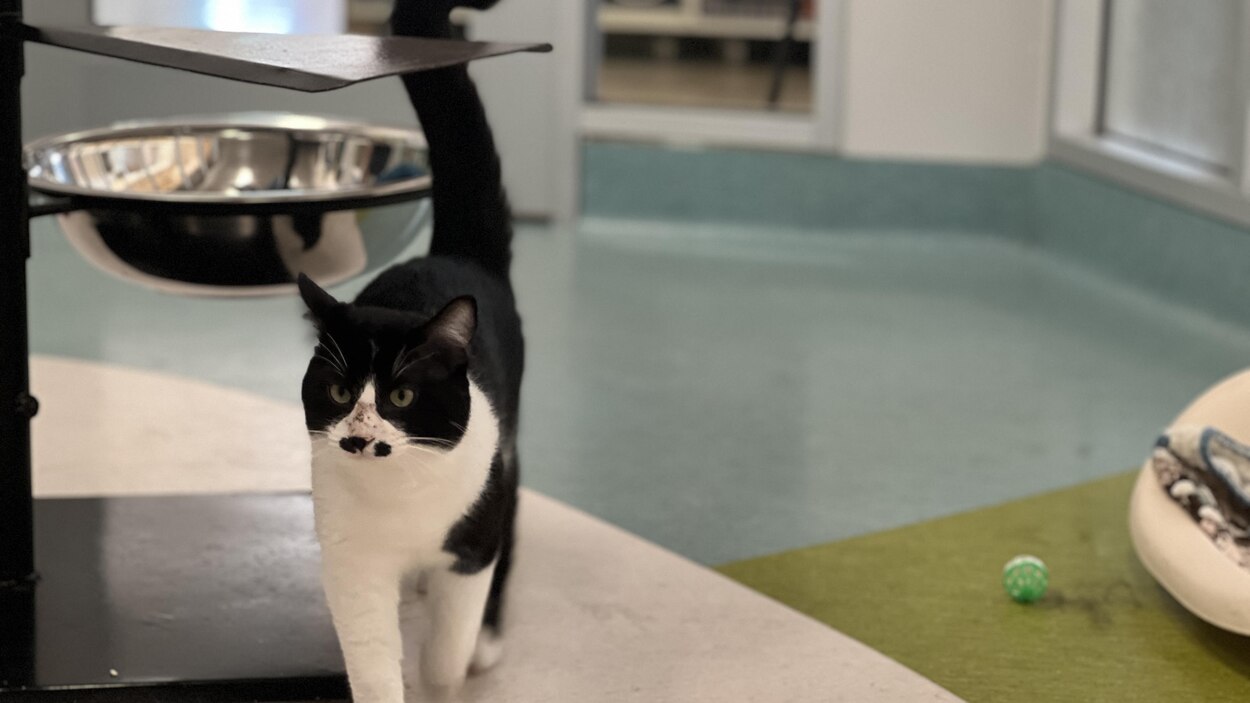 La Humane Society de Winnipeg affiche complet | En bref | Radio-Canada