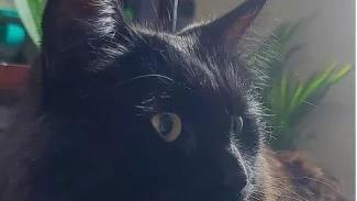 La première fois que j'ai perdu mon chat Perdu, le chat Gustophe est retrouvé en Alberta deux mois après sa