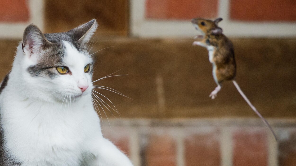 La Spa De Quebec Lance Un Programme D Adoption Specifique Aux Milieux Agricoles Radio Canada Ca