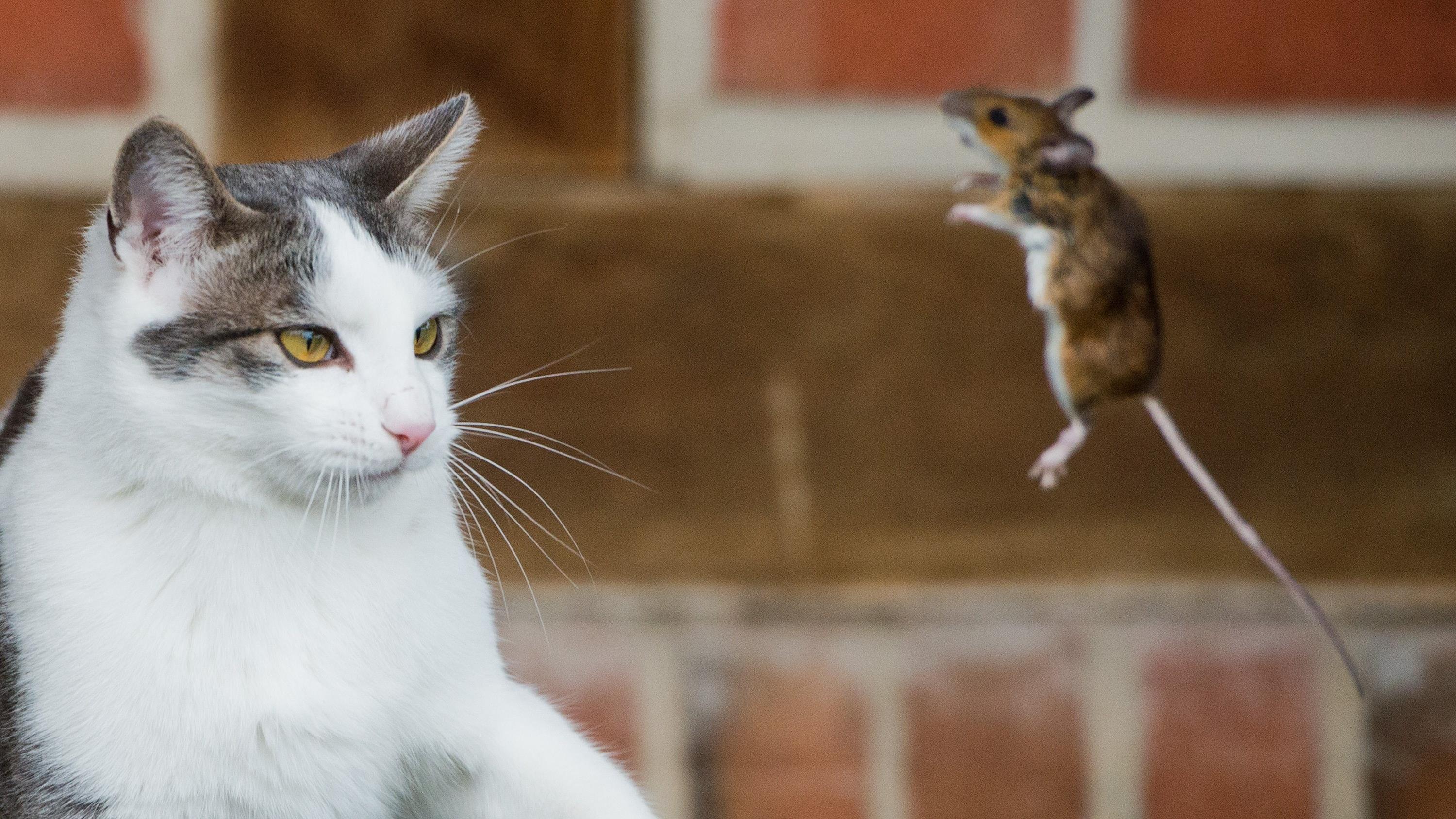 La Spa De Quebec Lance Un Programme D Adoption Specifique Aux Milieux Agricoles Radio Canada Ca La Spa De Quebec Lance Un Programme D Adoption Specifique Aux Milieux Agricoles Radio Canada Ca