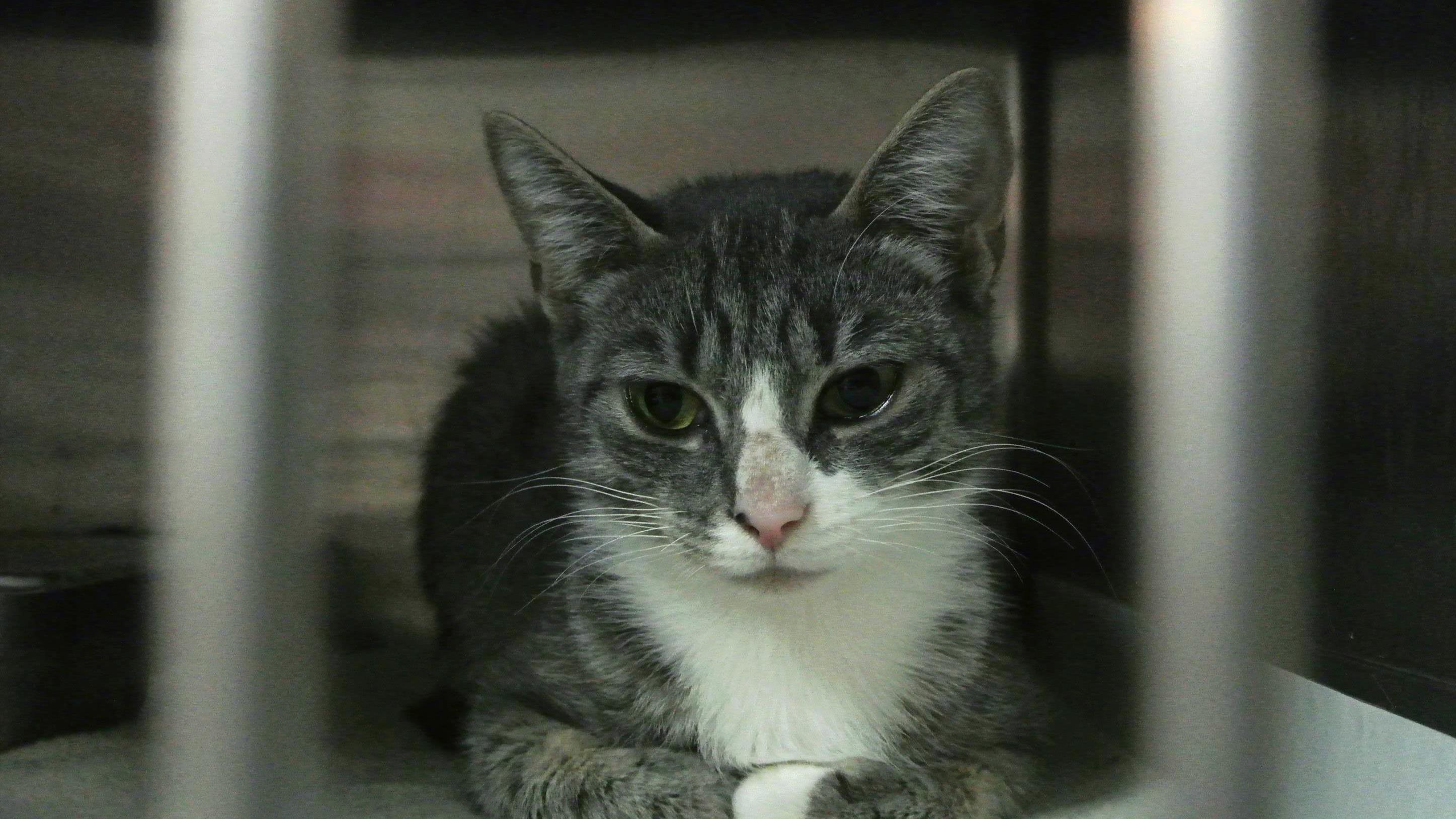 Apres Un Record D Adoption De Chats La Spa De L Estrie Deborde A Nouveau Radio Canada Ca Apres Un Record D Adoption De Chats La Spa De L Estrie Deborde A Nouveau Radio Canada Ca
