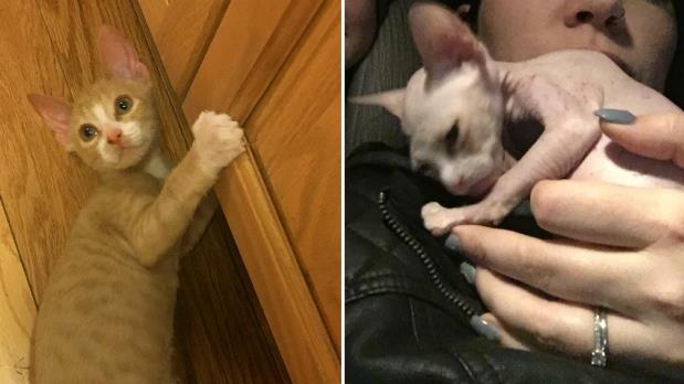 Une Femme Achete Un Sphinx Mais Recoit Un Chaton Completement Rase Radio Canada Ca Une Femme Achete Un Sphinx Mais Recoit Un Chaton Completement Rase Radio Canada Ca