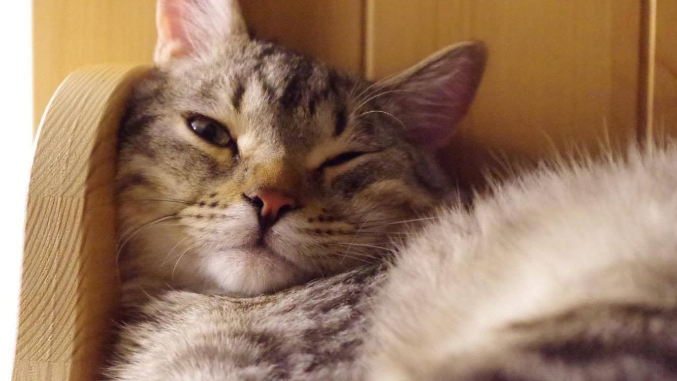 Le Reglement Sur Les Chats Sera Conteste Radio Canada Ca Le Reglement Sur Les Chats Sera Conteste Radio Canada Ca
