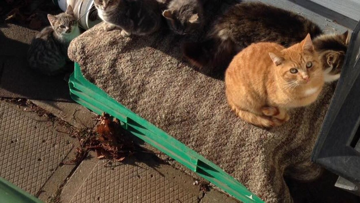 Des Colonies De Chats Errants Partout Dans La Peninsule Acadienne Radio Canada Ca