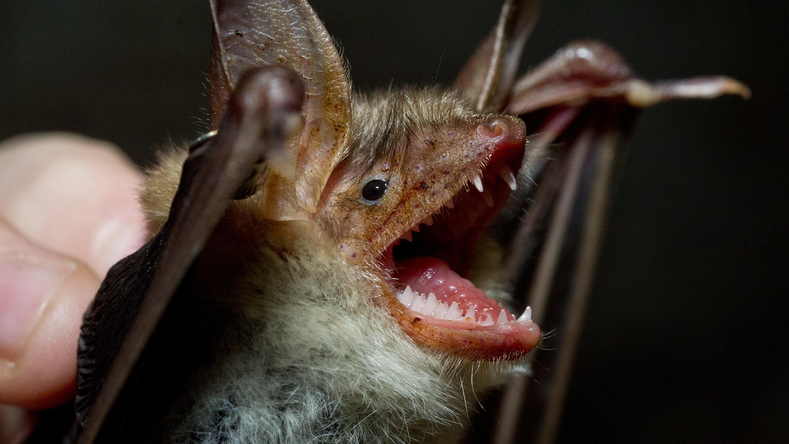 К чему снится мышь укусила. Обыкновенный вампир летучая мышь. Рукокрылые вампиры млекопитающие. Нетопырь летучая мышь кровосос. Большой кубинский воронкоух.