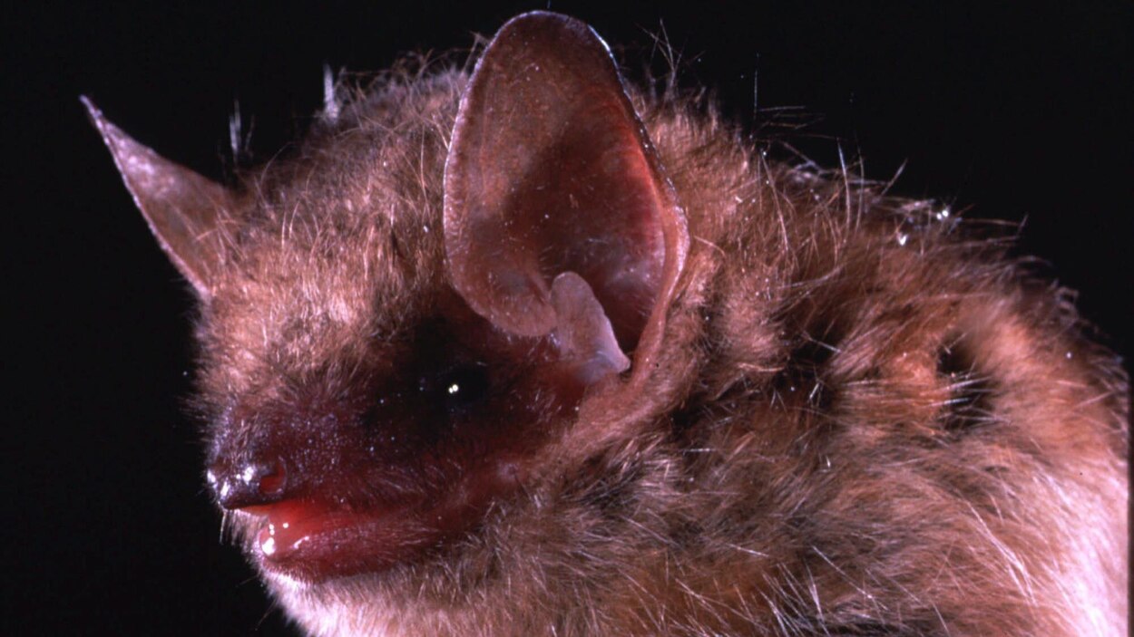 Une Chauve Souris Atteinte De La Rage A Toronto Radio Canada Ca