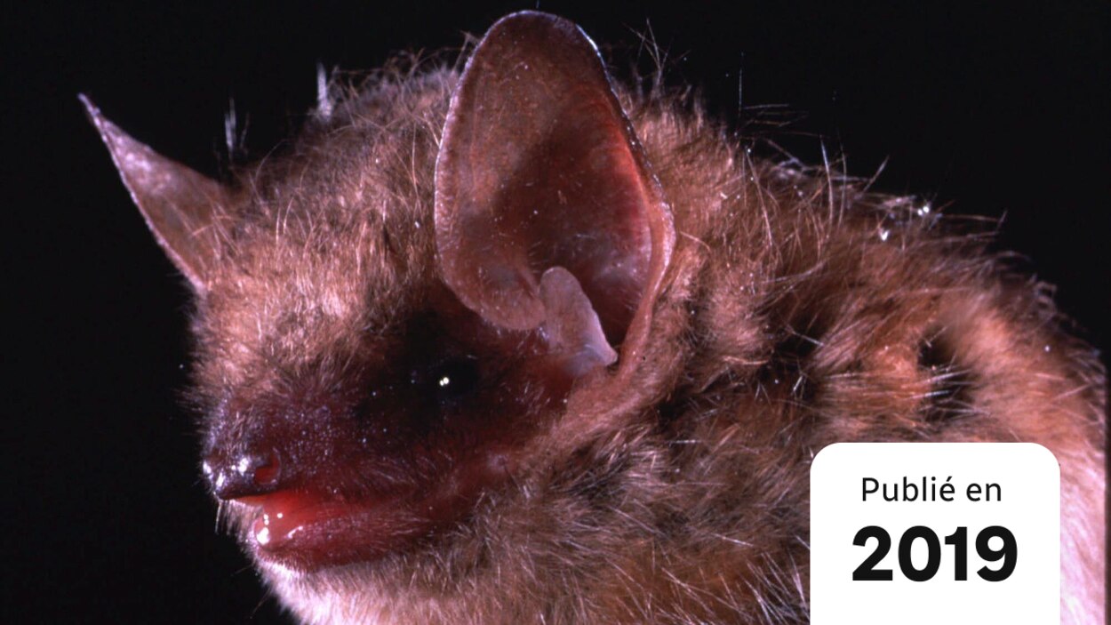 Une Chauve Souris Atteinte De La Rage A Toronto Radio Canada Ca Une Chauve Souris Atteinte De La Rage A Toronto Radio Canada Ca