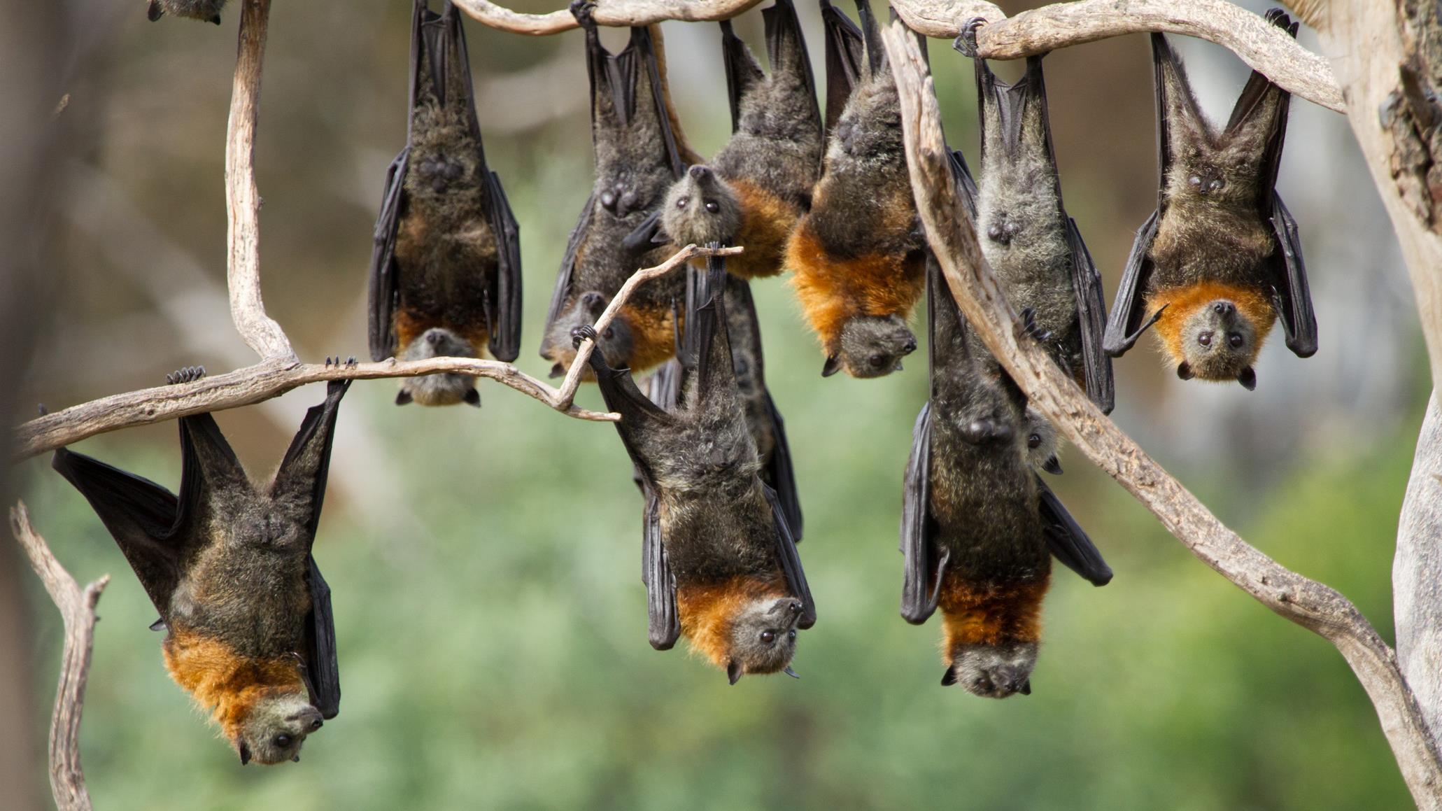 Est-ce dangereux d'avoir des chauves-souris dans son environnement ?
Est-ce dangereux d'avoir des chauves-souris dans son environnement ?