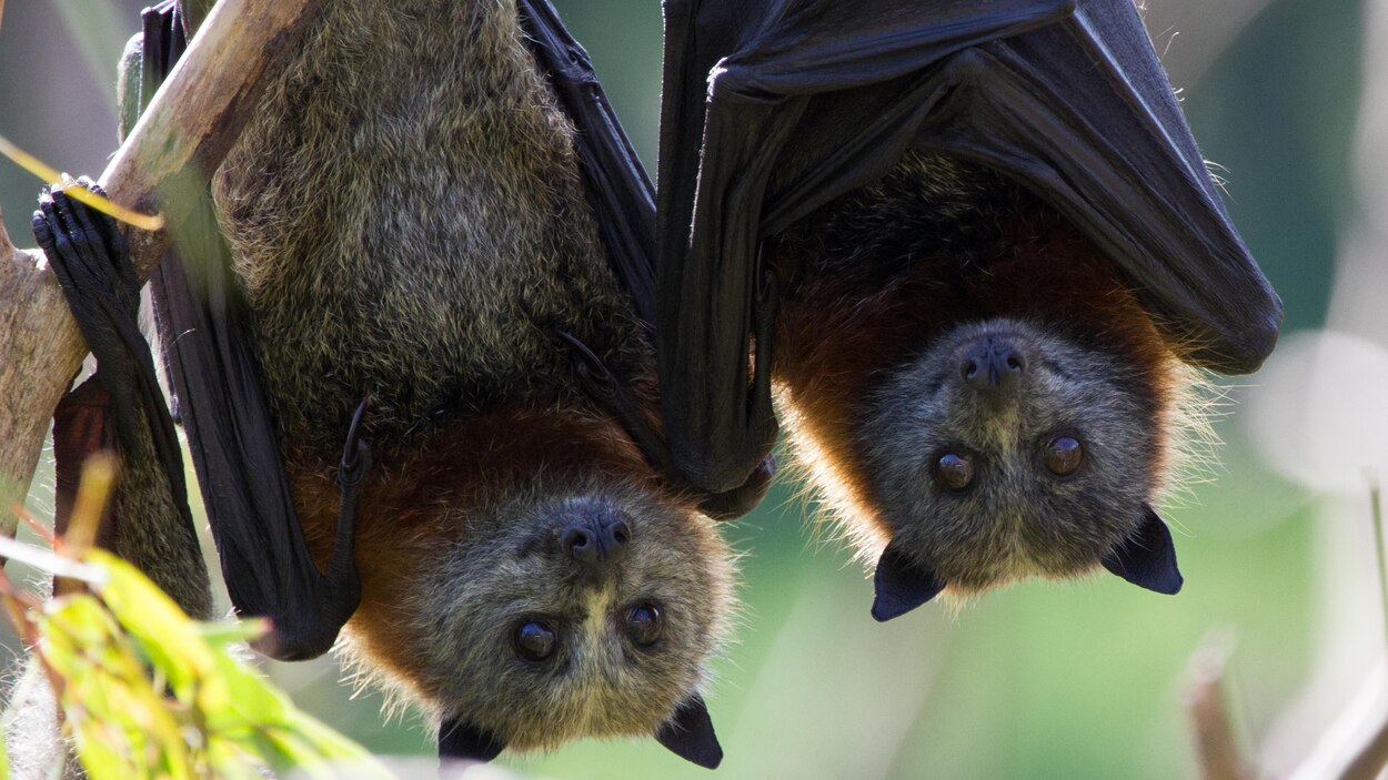 La Plus Grande Chauve Souris Au Monde Les chauves-souris géantes d'Australie sont de véritables nomades |  Radio-Canada.ca