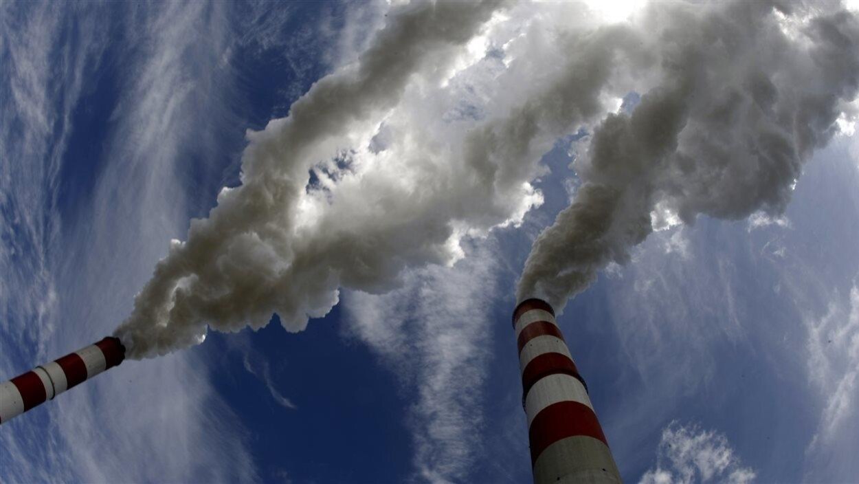 Des plantes pour détecter la pollution et sonner l'alarme | Radio-Canada