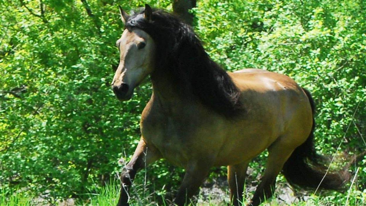 Le Cheval Canadien Une Race Pure Un Cheval Noble Radio Canada Ca Le Cheval Canadien Une Race Pure Un Cheval Noble Radio Canada Ca