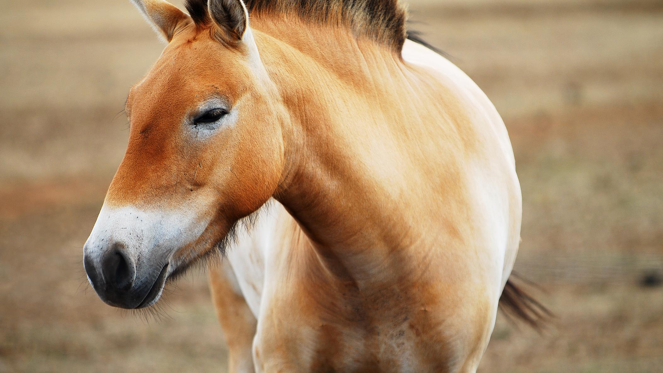 Il N Existe Plus Vraiment De Chevaux Sauvages Radio Canada Ca Il N Existe Plus Vraiment De Chevaux Sauvages Radio Canada Ca
