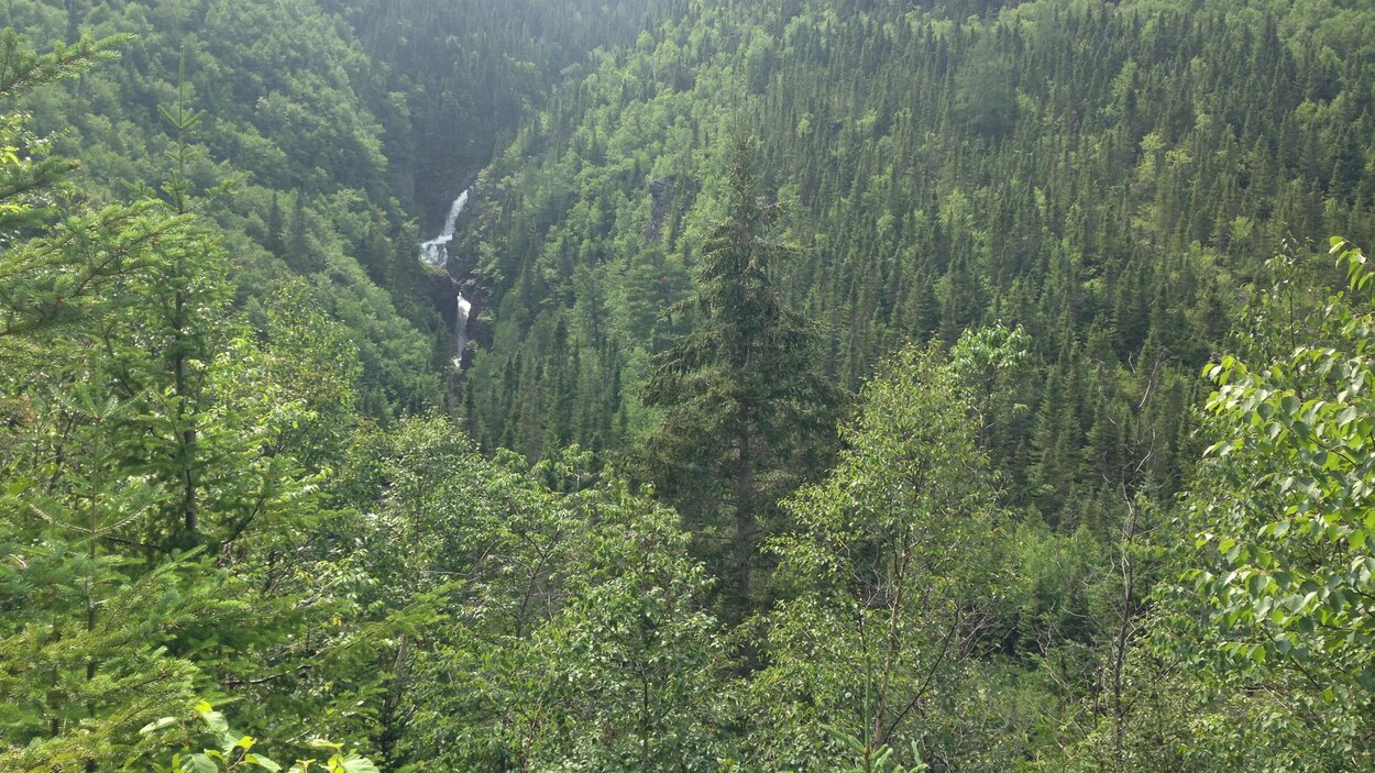 Aire protégée dans la réserve de Matane la HauteGaspésie veut être