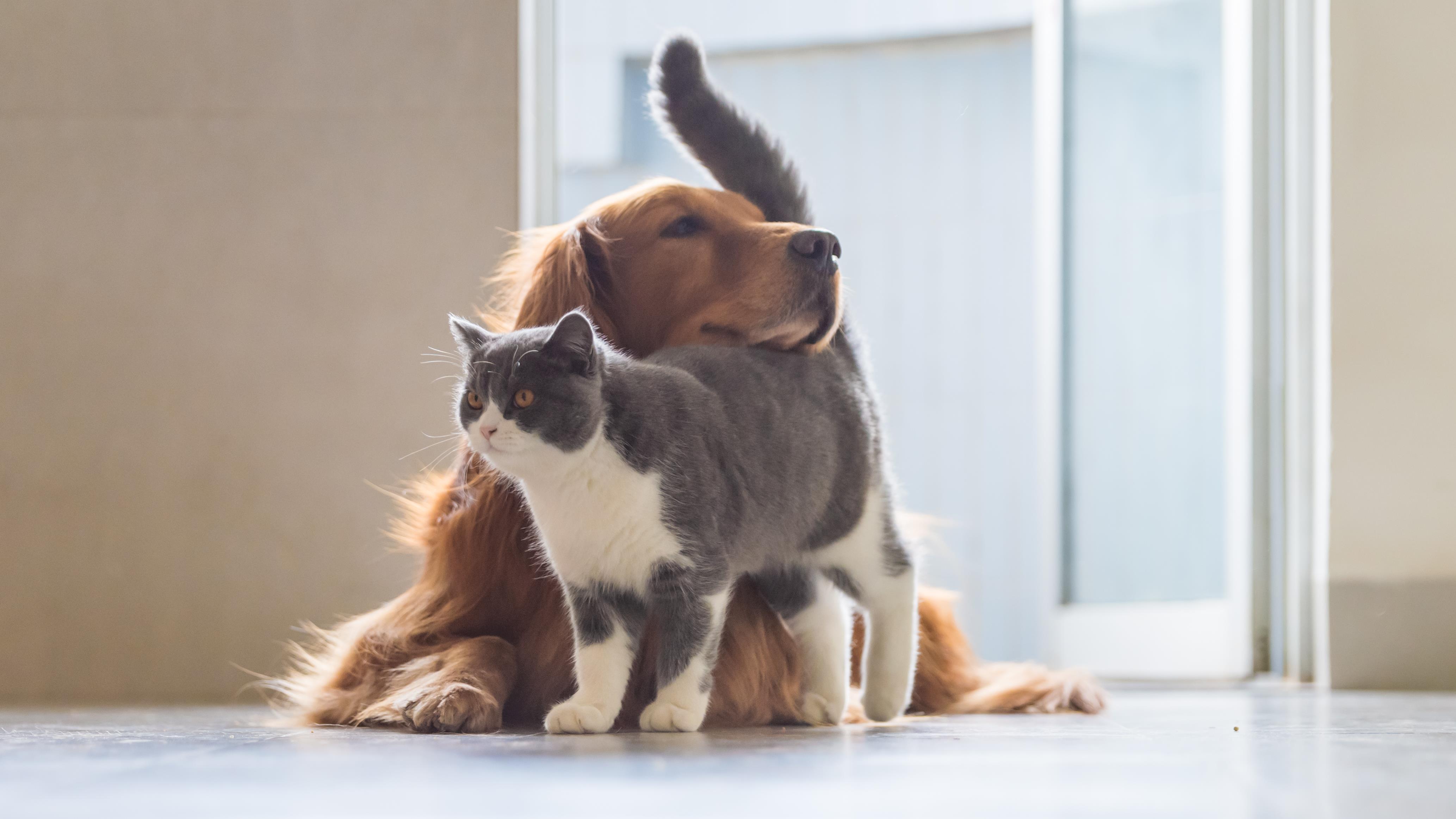 La Fumee Secondaire Menace Aussi Pitou Et Minou Radio Canada Ca La Fumee Secondaire Menace Aussi Pitou Et Minou Radio Canada Ca