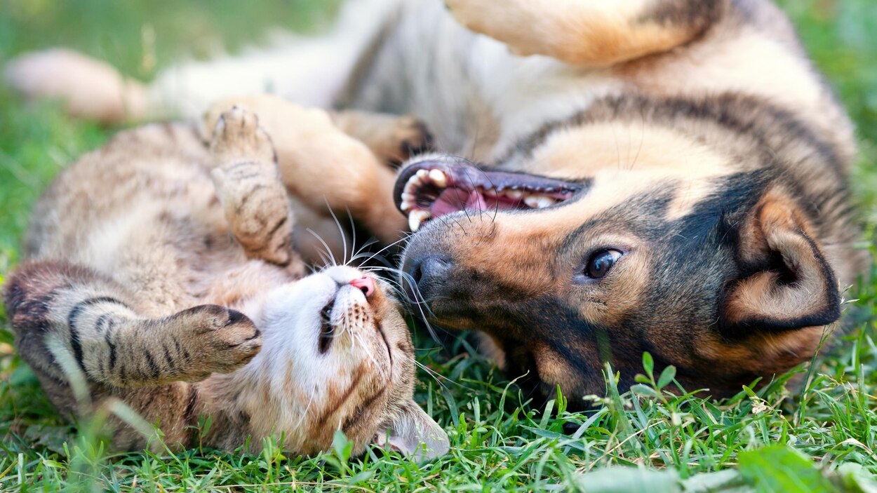 Les Animaux De Compagnie Ont Chaud Aussi Radio Canada Ca