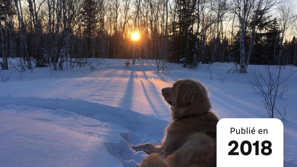 Sentier Pédestre Québec Avec Chien - Vous En Trouverez Certainement Qui Vous Plairont!