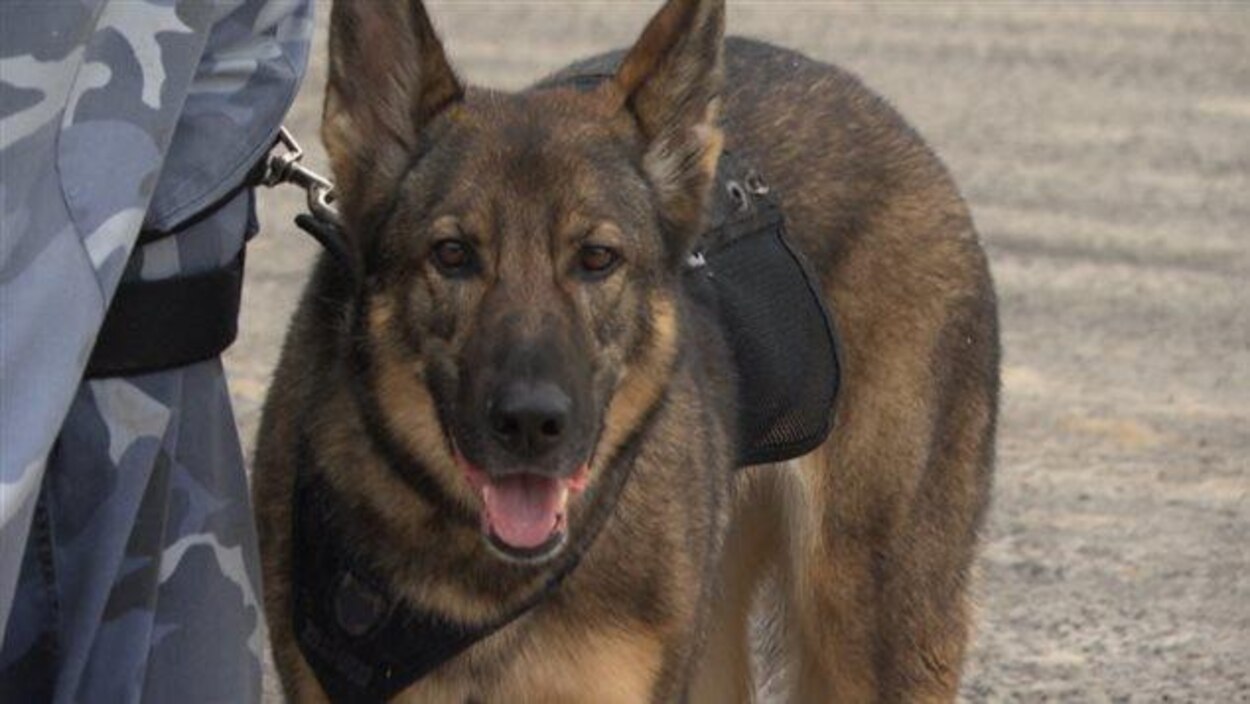 Une Entreprise De Chiens Pisteurs Fondee Par Des Bas Laurentiens Radio Canada Ca