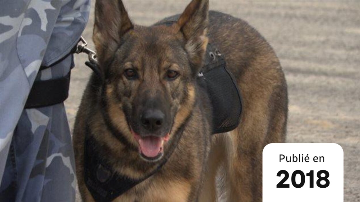 Une Entreprise De Chiens Pisteurs Fondee Par Des Bas Laurentiens Radio Canada Ca Une Entreprise De Chiens Pisteurs Fondee Par Des Bas Laurentiens Radio Canada Ca