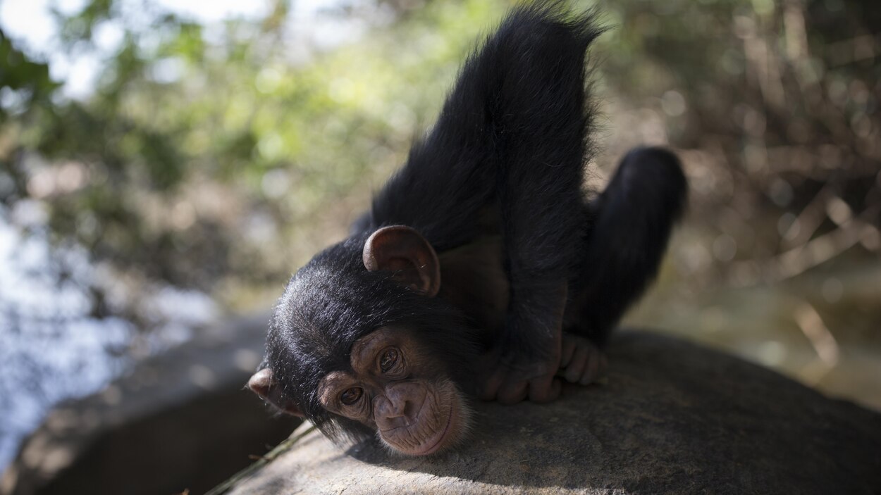 Les Chimpanzes Ne Survivent Plus Que Dans Des Ghettos Forestiers Deplorent Des Chercheurs Radio Canada Ca