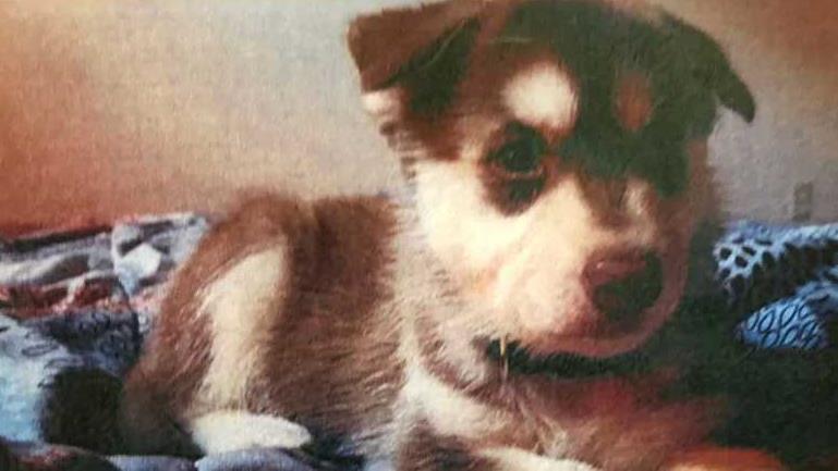 Elle laisse un chiot mourir de faim dans une voiture, mais évite 