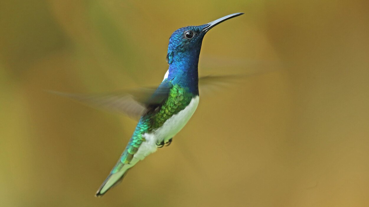 Les femelles colibris se « camouflent » pour ne pas être harcelées