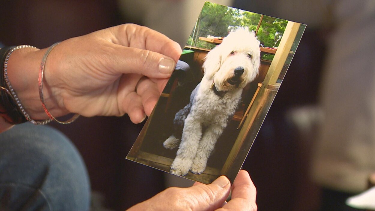 Elections Municipales Un Chien Mort Recoit Une Carte D Electeur Ontario Elections Municipales 18 Radio Canada Ca