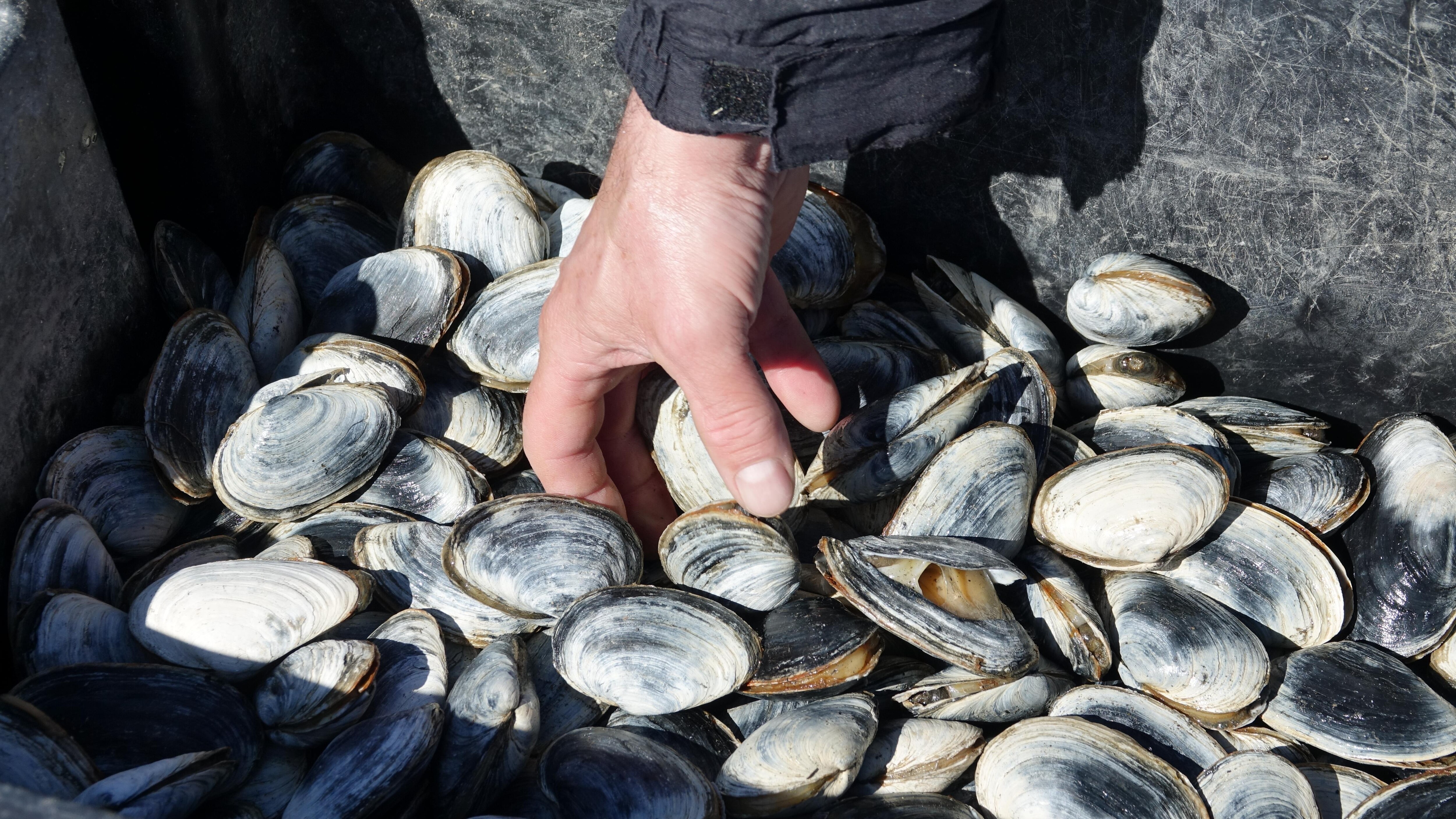 Un manque de ressources freine la pêche aux coques ?